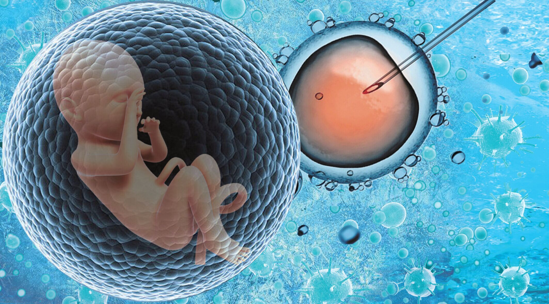 试管婴儿胚胎移植共3种方案，成功率、技术等都不一样